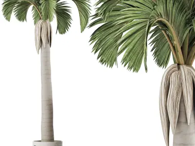 Plants Collection 133 Big Palm 3D model