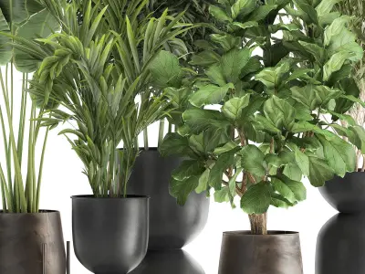 Banana palm in a rust pot for the interior 1039 3D model