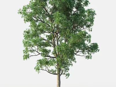 White Oak 03 3D model