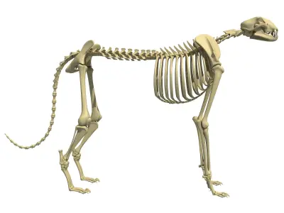 Cheetah Skeleton 3D model