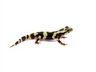 Colorful Salamander Model Pack Low-poly 3D model