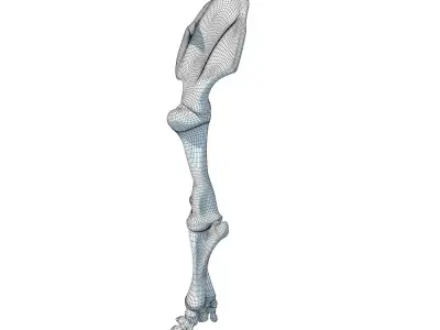 Elephant Leg Skeleton 3D model