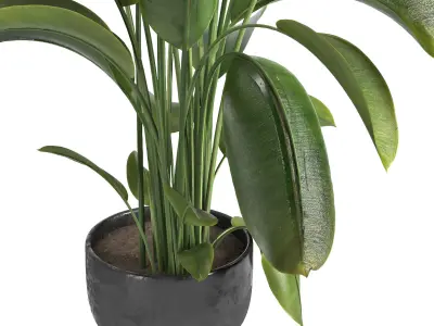 indoor plant 012 3D model
