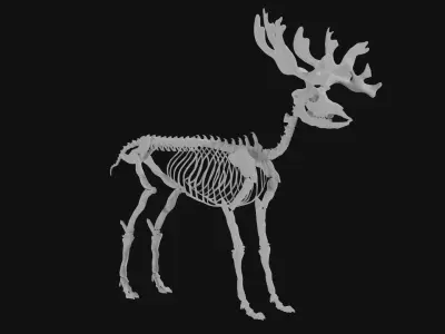Reindeer skeleton 3D model