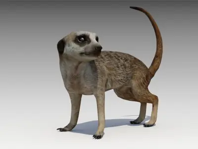Meerkat Animated Low-poly 3D model