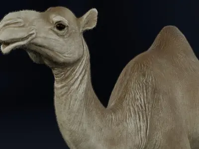 Dromedary Camel Low-poly 3D model