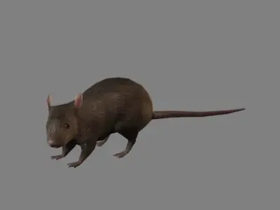 Rat Animation - Game Ready- Low Poly Low-poly 3D model