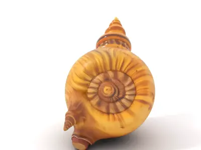 Spiral Nautilus Shell model pack Low-poly 3D model