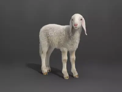 Young Assaf Sheep With 5 Animations VFX Grace 3D model