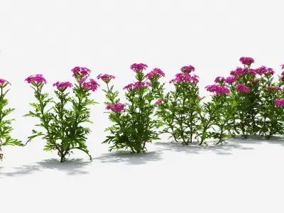 Glandularia plant with flowers and ruler 3D model