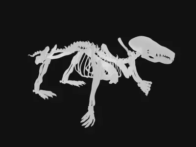 Mole skeleton 3D model