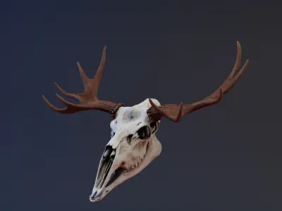 Moose Skull Low-poly 3D model