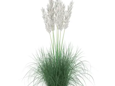 Ornamental Grass 3D model