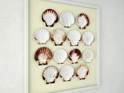 Scallop Shells 3D model