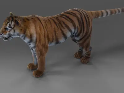 Fur Tiger Panther Rigged in Blender  Low-poly 3D model