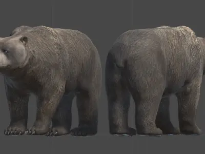 Bear Male 1 Low-poly 3D model