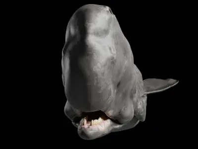 Sperm Whale 3D model