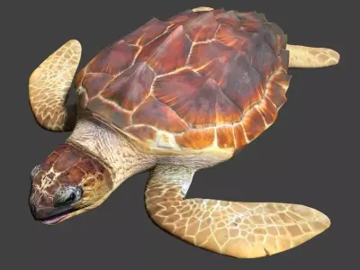 Sea turtle 3D model
