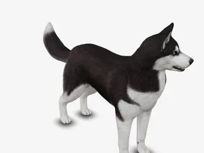 Dog Siberian Husky Low-poly 3D model