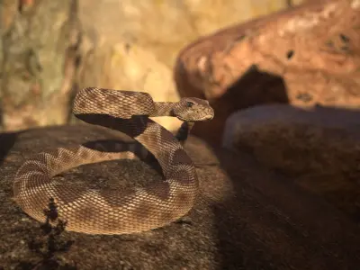 Rattlesnake Low-poly 3D model