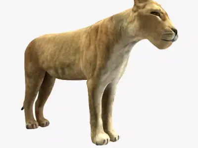 Lioness lion 3D model