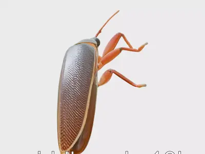 Desert Cockroach 3D Model with Detailed Exoskeleton Low-poly 3D model