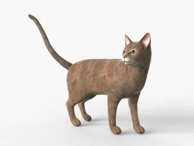 Abyssinian Cat Rigged for Cinema 4D FBX 3D Model Low-poly 3D model