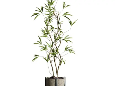 Plants Set 3D model buy