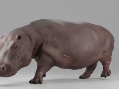 Hippopotamus Rigged and Tested for Animatetion Low-poly 3D model