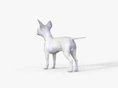 Cute 3D Chihuahua Dog Rigged 3D model