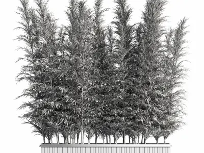 Outdoor Plants Tree in Plant Box Set03 3D model