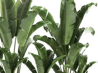 Banana bush in a pot for the interior 867 3D model