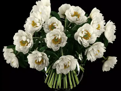 White peonies 3D model