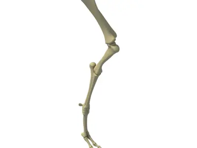 Camel Animal Humerus Arm  3D model