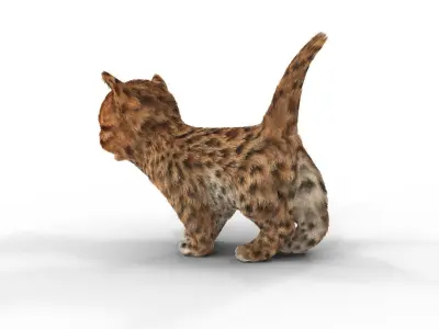 Cute kitten Fur Animated 02 Low-poly 3D model