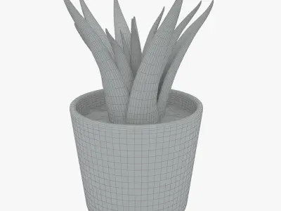 Decorative Succulent Plant in the pot 3D model