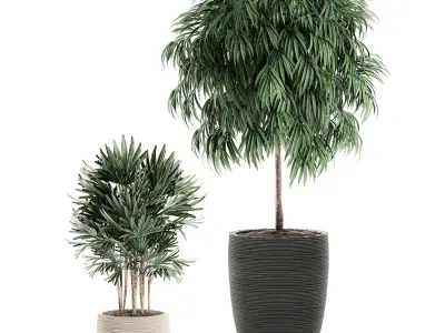 Decorative plants in a black flowerpot 577 3D model