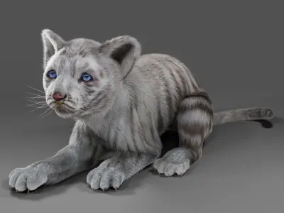 Fur White Tiger Cub Rigged in Blender  Low-poly 3D model