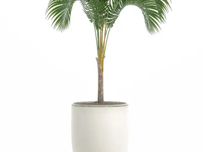 Decorative palm in a white flowerpot 516 3D model