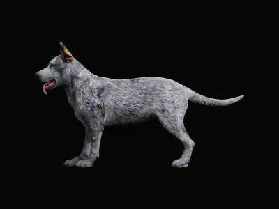 Australian Cattle Dog Breed Low-poly 3D model