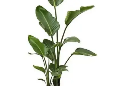 Tropical Plant Pot 3D Model Realistic Indoor Greenery Design Low-poly 3D model