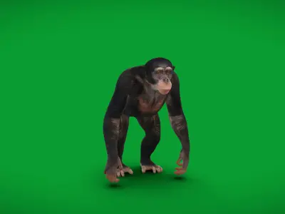 Chimpanzee Ape Primate Low-poly 3D model