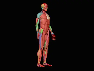 Anatomy Skeleton and Muscles 3D Model Low-poly 3D model