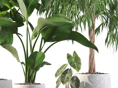 Plants collection 113 3D model