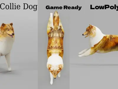 Rough Collie Dog Low-poly 3D model