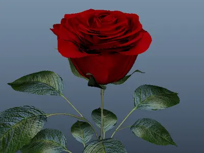 Red Rose 3D model purchase