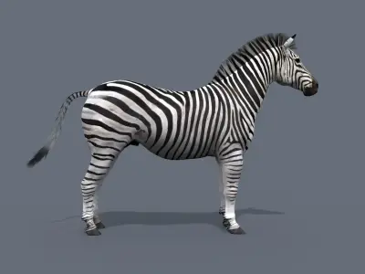 Pro Zebra - 4K 3D model
