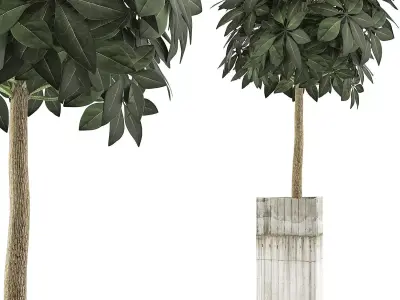 Plants Collection 65 3D model