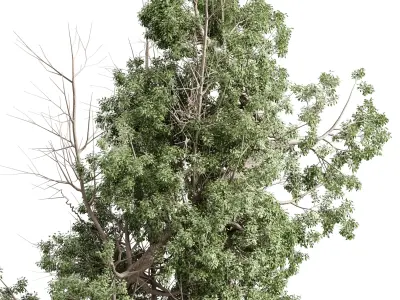 Tree in a concrete pot - set indoor plant 621 3D model