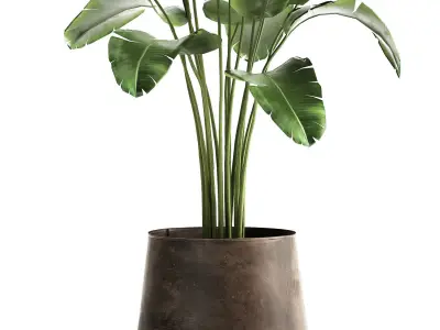 Banana palm in a rust pot for the interior 929 3D model
